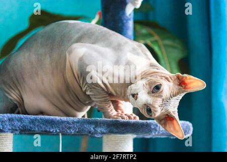 Le chat de Sphynx canadien est assis sur une tour à griffes, en grattant le poteau dans une posture drôle. Animal de compagnie dans un intérieur moderne contre un mur bleu. La peau froissée d'un ba Banque D'Images
