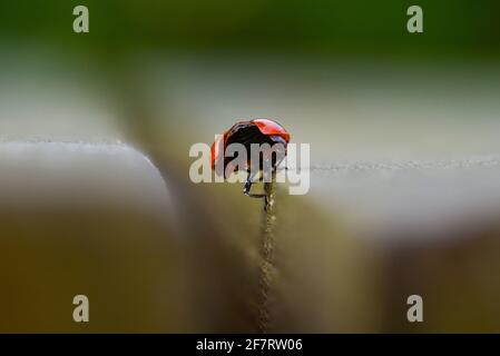 Ladybird / coccinelle de derrière avec le couvercle d'aile ouvert Banque D'Images