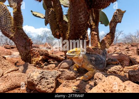 Iguana de la terre de galapagos jaune sur l'île de Saymour. (CTK photo/Ondrej Zaroba) Banque D'Images