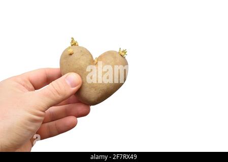 Pomme de terre en forme de cœur avec pousses dans la main humaine Banque D'Images