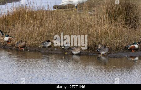 Mélange de groosting de groupe de canards sur la marge du lagon - Gadwall, pelle et sarcelle. Lodmoor, Dorset. Banque D'Images