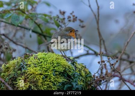 Robin, erithacus rubecula, perchée sur une bûche de mousse, Exmoor. Banque D'Images