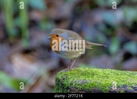 Robin, erithacus rubecula, perchée sur une bûche de mousse, Exmoor. Banque D'Images