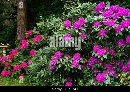 Grands rhododendrons pourpres et rouges en fleur au printemps près de Paris, avec bain d'oiseaux Banque D'Images