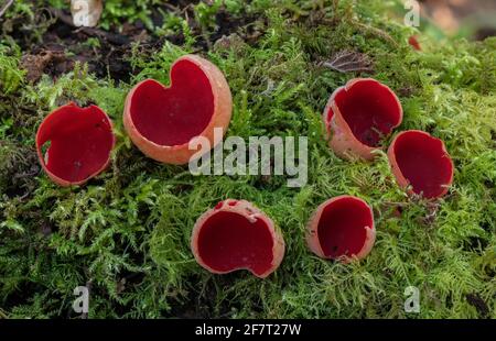 Coupe d'elfe écarlate, Sarcoscypha coccinea, ( Peziza coccinea ) croissant abondamment dans les bois mossy en hiver. Banque D'Images