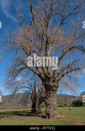 Peuplier noir natif, Populus nigra subsp. Betulifolia, croissant dans la plaine inondable, West Somerset. Banque D'Images