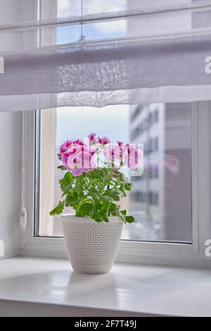 Le Pelargonium regal est une plante à fleurs dans un pot blanc un seuil de fenêtre sur l'arrière-plan d'une tour Banque D'Images