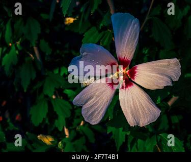 Rose de sharon fleurir à la fin de l'après-midi sous le soleil du printemps Banque D'Images