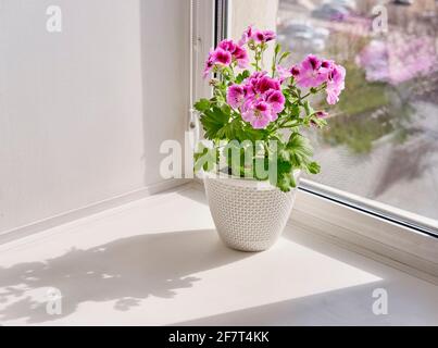 Le Pelargonium regal est une plante à fleurs dans un pot blanc un seuil de vitre Banque D'Images