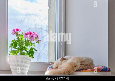 Une plante de maison en fleurs dans un pot Pelargonium regal et un joli chat domestique dormant sur un seuil de fenêtre dans un appartement de ville. Banque D'Images