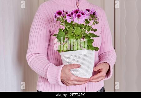 Une femme caucasienne âgée sans visage dans un gilet rose tenant dans ses mains une plante en pot fleur pelargonium régal. Banque D'Images