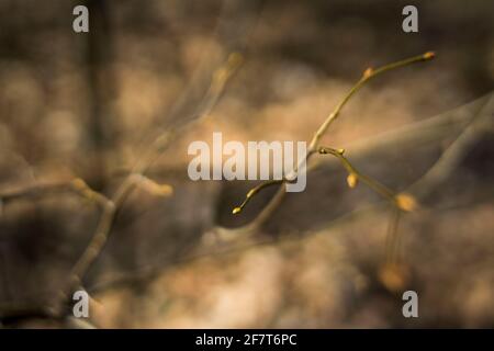 Poznan, Wielkopolska, Pologne. 9 avril 2021. Développement et variété des bourgeons foliaires photographiés dans la forêt de Poznan ce printemps entre 25.03.2021 et 09.04.2021. Sur la photo : la forêt le 26 mars 2021. Credit: Dawid Tatarkiewicz/ZUMA Wire/Alay Live News Banque D'Images