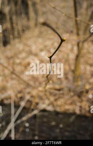 Poznan, Wielkopolska, Pologne. 9 avril 2021. Développement et variété des bourgeons foliaires photographiés dans la forêt de Poznan ce printemps entre 25.03.2021 et 09.04.2021. Sur la photo : la forêt le 26 mars 2021. Credit: Dawid Tatarkiewicz/ZUMA Wire/Alay Live News Banque D'Images