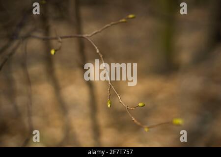 Poznan, Wielkopolska, Pologne. 9 avril 2021. Développement et variété des bourgeons foliaires photographiés dans la forêt de Poznan ce printemps entre 25.03.2021 et 09.04.2021. Sur la photo : la forêt le 26 mars 2021. Credit: Dawid Tatarkiewicz/ZUMA Wire/Alay Live News Banque D'Images