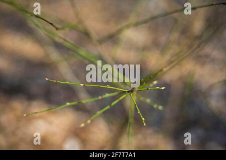 Poznan, Wielkopolska, Pologne. 9 avril 2021. Développement et variété des bourgeons foliaires photographiés dans la forêt de Poznan ce printemps entre 25.03.2021 et 09.04.2021. Sur la photo : la forêt le 26 mars 2021. Credit: Dawid Tatarkiewicz/ZUMA Wire/Alay Live News Banque D'Images