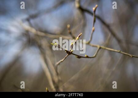 Poznan, Wielkopolska, Pologne. 9 avril 2021. Développement et variété des bourgeons foliaires photographiés dans la forêt de Poznan ce printemps entre 25.03.2021 et 09.04.2021. Sur la photo : la forêt le 26 mars 2021. Credit: Dawid Tatarkiewicz/ZUMA Wire/Alay Live News Banque D'Images