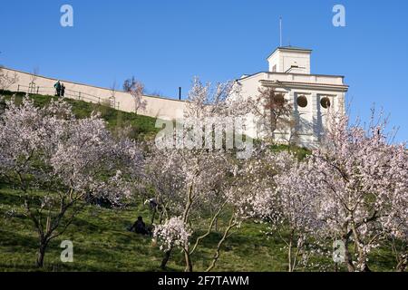 PRAGUE, RÉPUBLIQUE TCHÈQUE - 4 AVRIL 2020 : Ambassade des États-Unis, avec des amandiers en fleurs au printemps au premier plan Banque D'Images