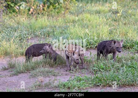 Hyena tachetée, Hyena (Crocuta crocuta). Petits ou petits, jeunes d'âges différents, de différentes mères. Den communally. À l'extérieur de leur coin détente. Expl Banque D'Images