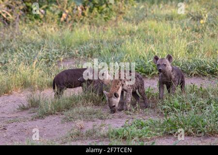 Hyena tachetée, Hyena (Crocuta crocuta). Quatre petits ou petits, jeunes jeunes d'âges différents, de différentes mères. Den communally. À l'extérieur de leur SH Banque D'Images