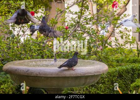 Gros plan d'une fontaine dans un parc avec pigeons en perçant et de voler de l'intérieur sur un jour ensoleillé Banque D'Images