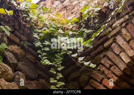 Détail du coin d'un mur de briques recouvert de ivy quitte par un jour ensoleillé Banque D'Images