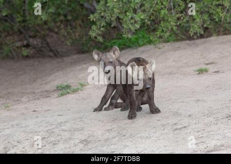 Hyena tachetée, Hyena (Crocuta crocuta). Deux petits ou petits frères, jeunes enfants du même âge, de la même mère. Den communally. Banque D'Images
