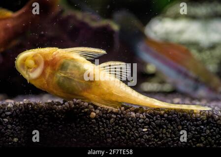 Gros plan d'un ancien albino d'or dans une eau douce aquarium Banque D'Images