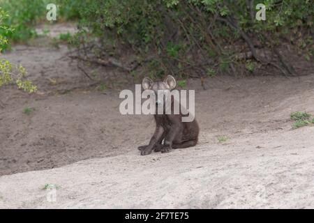 Hyena tachetée, Hyena (Crocuta crocuta). CUB ou pup, jeune. Familles den communally. Singleton aventureux, à l'extérieur de la commune en dessous du sol d Banque D'Images