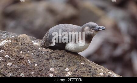 Pingouin Galapagos (Spheniscus mendiculus) situé sur un rocher à Punta Vincente Roca, Île Isabela, Galapagos, Equateur Banque D'Images