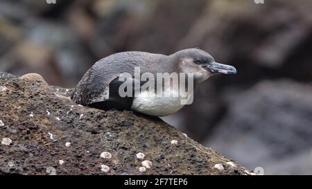 Pingouin Galapagos (Spheniscus mendiculus) situé sur un rocher à Punta Vincente Roca, Île Isabela, Galapagos, Equateur Banque D'Images