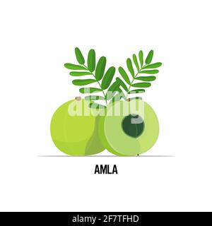 amla fraîche juteuse indienne icône de groseille à maquereau savoureux fruits mûrs isolés sur fond blanc concept de nourriture saine Illustration de Vecteur