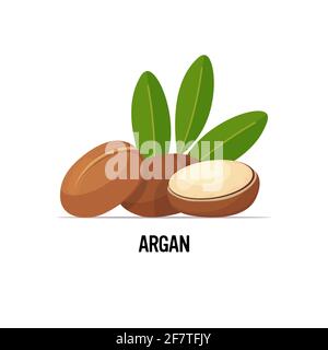 l'icône des graines d'argan fraîches de savoureux noix mûres isolées sur blanc contexte concept d'alimentation saine Illustration de Vecteur