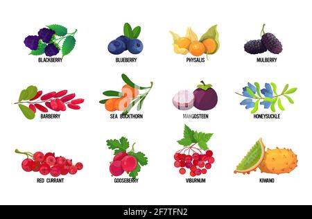 mettez des baies fraîches juteuses avec des noms savoureux fruits mûrs icônes collection isolée sur fond blanc concept de nourriture saine horizontal Illustration de Vecteur