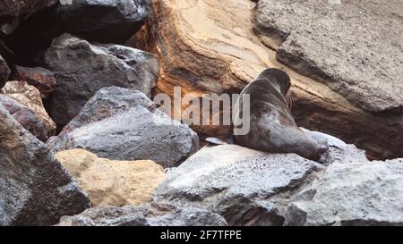 Phoque à fourrure de Galapagos à Punta Vincente Roca, Île Isabela, Galapagos, Équateur Banque D'Images