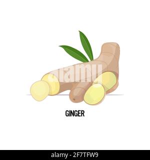 racine de gingembre frais avec icône de feuilles isolée sur fond blanc concept d'alimentation saine Illustration de Vecteur