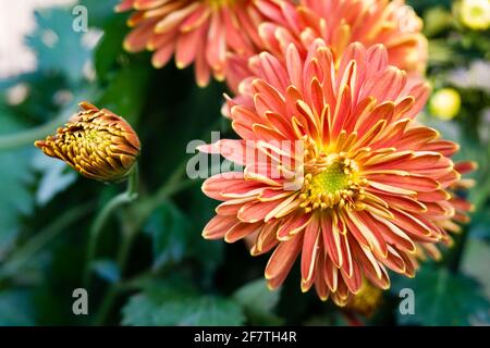 Un gros plan de LA FLEUR jaune d'orange DE CHRYSANTHÈME. Banque D'Images