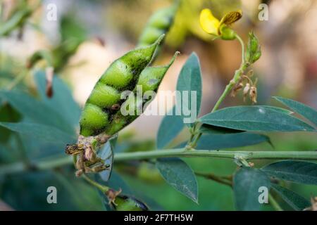 Le pois de pigeon, également connu sous le nom de pois de pigeonnière, de gramme rouge, de tur ou de pois gungo en Jamaïque, est une légumineuse vivace de la famille des Fabaceae. Banque D'Images