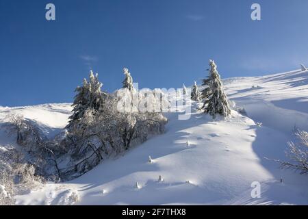 Neige et arbres enneigés dans le massif du Sancy, département du Puy de Dôme, Auvergne-Rhône-Alpes, France Banque D'Images
