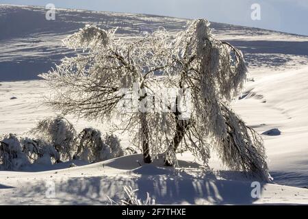 Neige et arbres enneigés dans le massif du Sancy, département du Puy de Dôme, Auvergne-Rhône-Alpes, France Banque D'Images