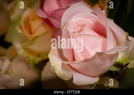 Belle rose jaune roses image de gros plan Banque D'Images
