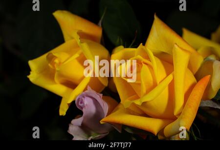 Belle photo de roses jaunes en gros plan Banque D'Images