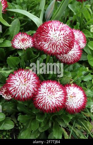 Bellis perennis «Habanera White Red Tips» double daisies – pétales blancs avec des pointes rouges, avril, Angleterre, Royaume-Uni Banque D'Images