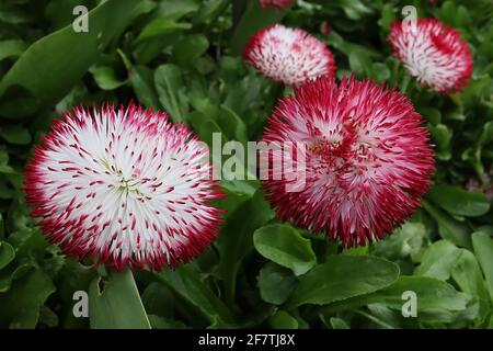 Bellis perennis «Habanera White Red Tips» double daisies – pétales blancs avec des pointes rouges, avril, Angleterre, Royaume-Uni Banque D'Images