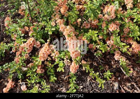 Chaenomeles speciosa ‘Double Take Peach’ coing à fleurs japonais Double Take Peach – double pêche abricot fleurs, avril, Angleterre, Royaume-Uni Banque D'Images