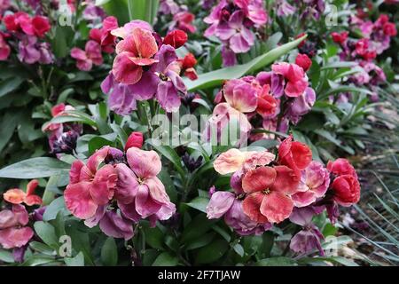 Erysimum cheiri « Orchid d'hiver » Wallflower Orchid d'hiver – grappes de fleurs pourpres, rouges et orange, avril, Angleterre, Royaume-Uni Banque D'Images