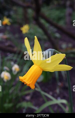 Narcisse / Daffodil 'Jetfire' / Daffodil Jetfire Division 6 Cyclamineus daffodils nains jaunes miniatures avec trompettes orange, avril, Angleterre, Banque D'Images