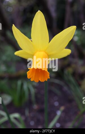 Narcisse / Daffodil 'Jetfire' / Daffodil Jetfire Division 6 Cyclamineus daffodils nains jaunes miniatures avec trompettes orange, avril, Angleterre, Banque D'Images