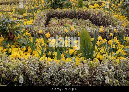 Narcisse / Daffodil 'Jetfire' / Daffodil Jetfire Division 6 Cyclamineus daffodils nains jaunes miniatures avec trompettes orange, avril, Angleterre, Banque D'Images