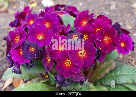 Primula polyanthus ‘Sella Neon Violet’ Primrose Stella Neon Violet – grappes de fleurs violettes aux centres rouge et or, avril, Angleterre, Royaume-Uni Banque D'Images