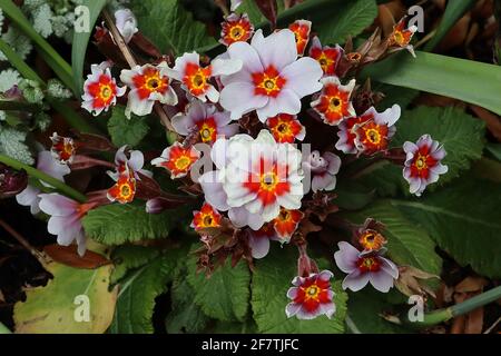 Primula acaulis ‘Antique Silver Shadow’ blanc primrose aux halos rouges et violets, avril, Angleterre, Royaume-Uni Banque D'Images